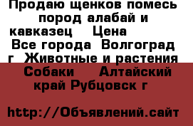 Продаю щенков помесь пород алабай и кавказец. › Цена ­ 1 500 - Все города, Волгоград г. Животные и растения » Собаки   . Алтайский край,Рубцовск г.